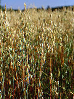 herboplanet tsa avena sativa 50 ml ean 8032185030536