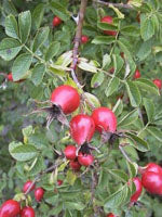 herboplanet msa rosa canina 50 ml herboplanet ean 8032185030239