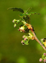 herboplanet msa ribes nigrum 50 ml herboplanet ean 8032185030222