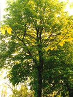 herboplanet tsa tilia europea 50 ml ean 8032185030956