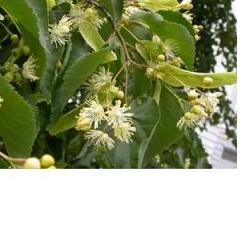 adama eie tiglio 30 ml gocce adamah